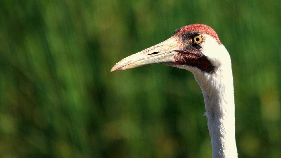 This bird is called a whooping crane and the color of its eye changes from blue to aqua to gold as it ages.