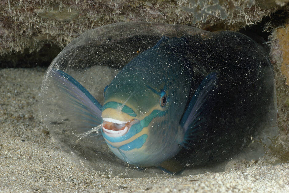 Parrotfish create a mucus cocoon, nicknamed their "sleeping bag," for protection from parasites.