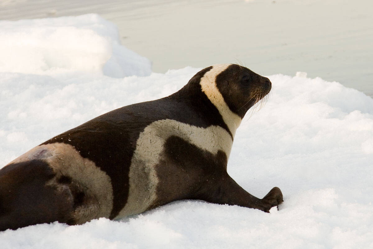 Although most seals slither and slide across ice, ribbon seals run.