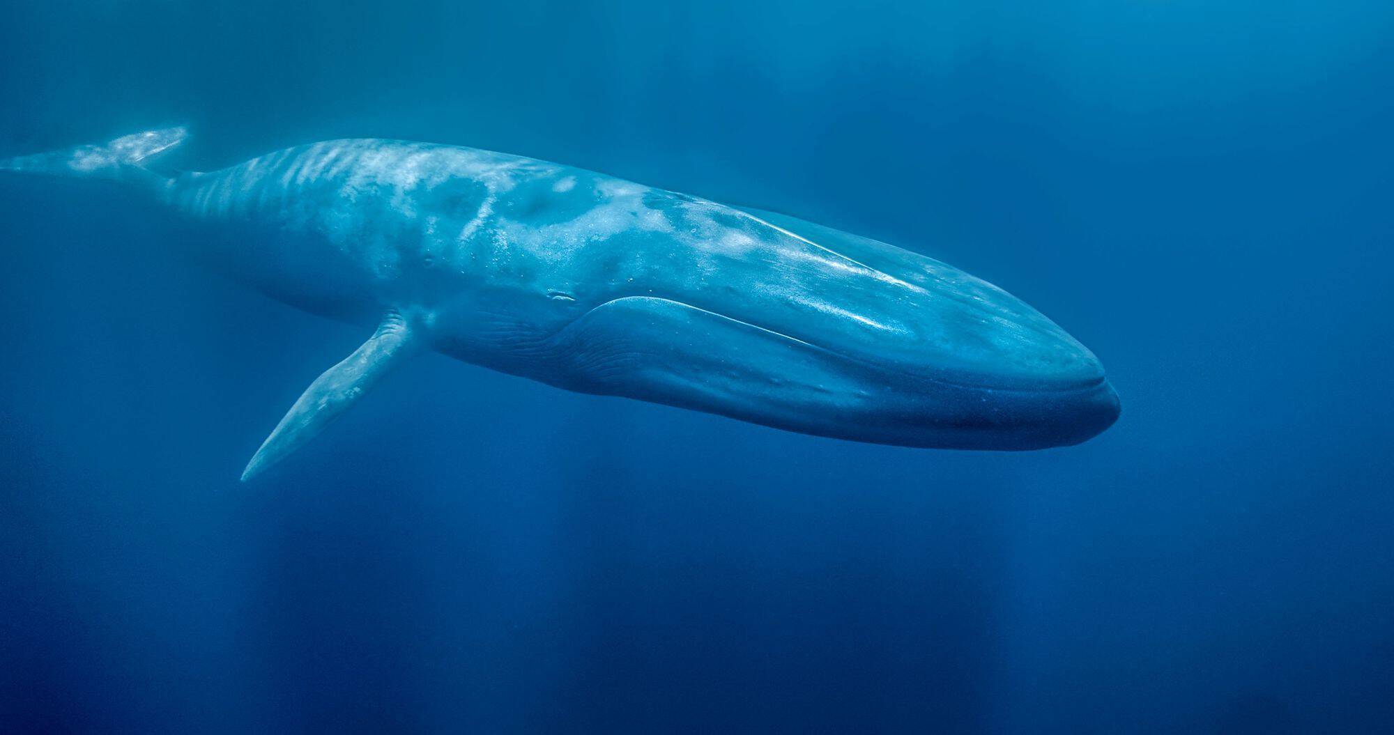 Although blue whales have hearts that are about the size of a small car, their eyes measure about 6 inches across.