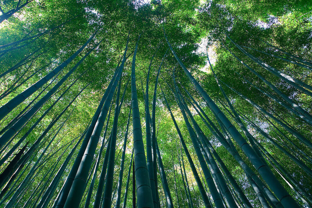 The Japanese government officially recognized the enchanting sounds of wind blowing through the stalks at the Sagano Bamboo Forest in Arashiyama as ones that must be preserved.