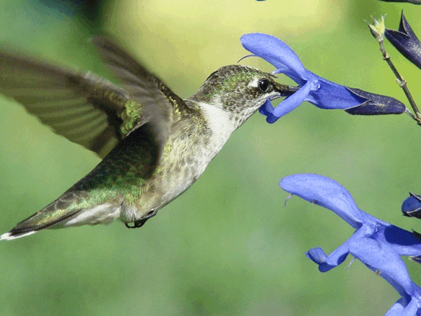 Hummingbirds are the birds with the special ability to fly backwards.