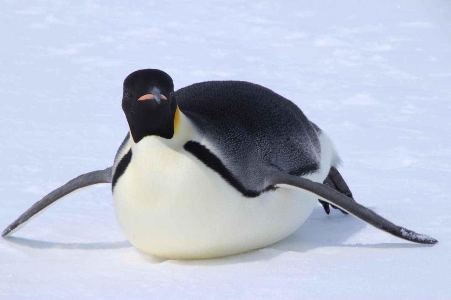 Emperor penguins often go tobogganing on their bellies to get around as their environment can be difficult to walk on.