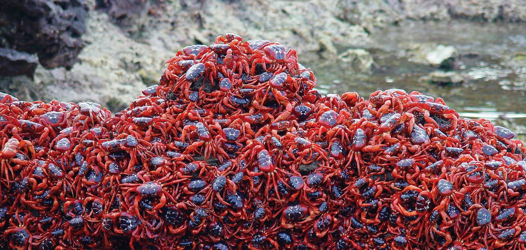 Tens of millions of crabs live on the Australian territory of Christmas Island. They migrate from the forest to the ocean for breeding season, forming an incredible sight.