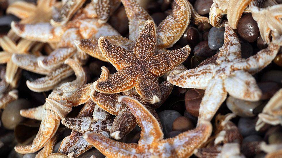 Instead of blood, starfish have filtered seawater pumping through their bodies.