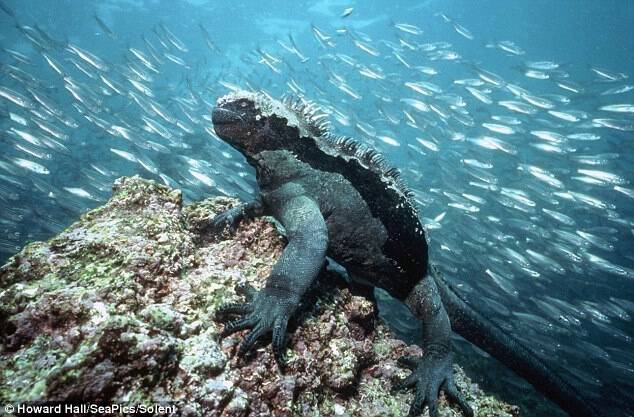 The Marine Iguana, exclusive to the Galapagos Islands, can its breath for up to 15 minutes.