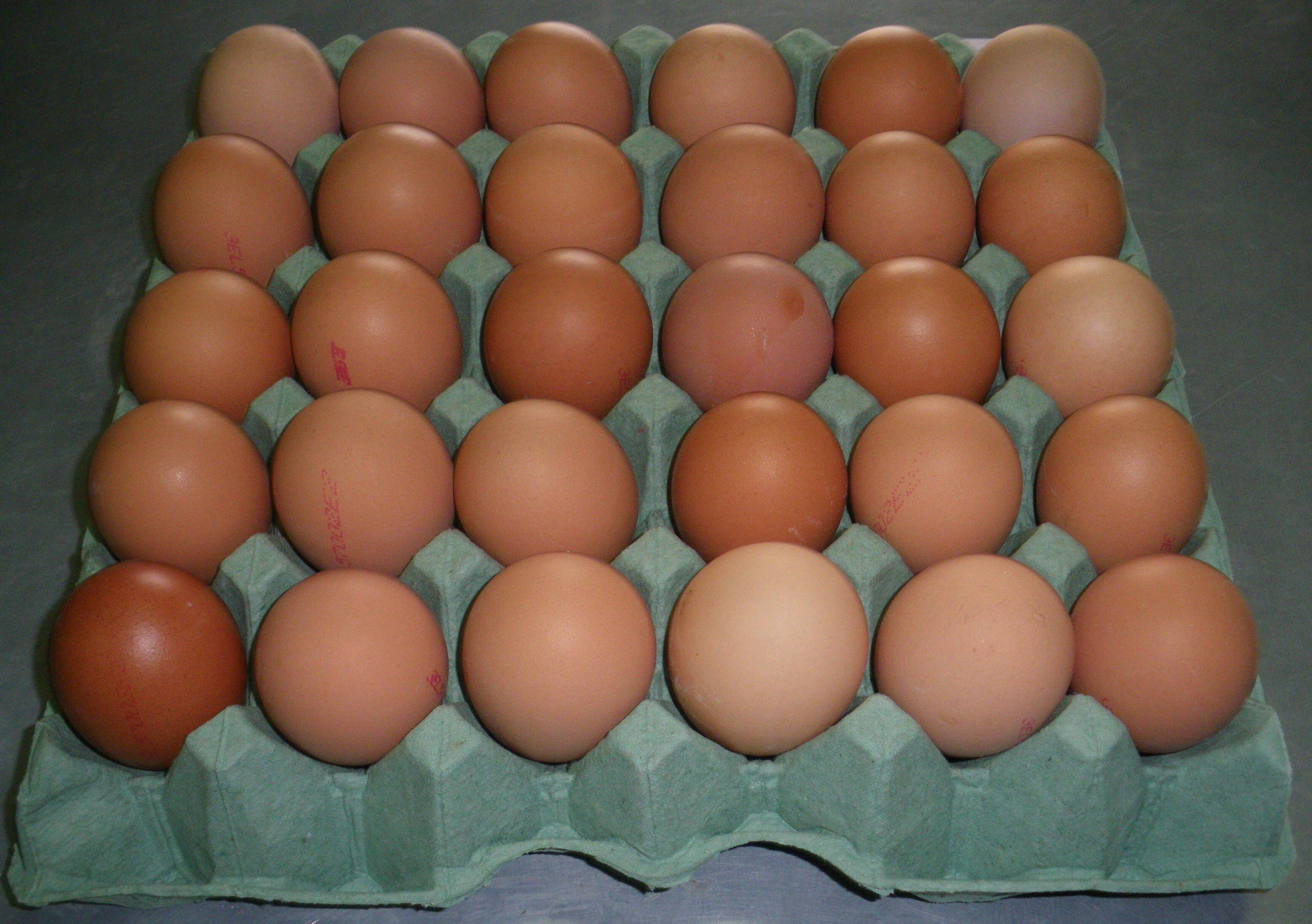 Купить инкубационное яйцо бройлеров от производителя