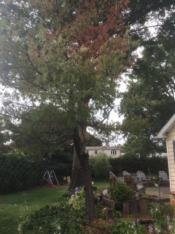 Δημιουργικός μπαμπάς μετέτρεψε ένα άρρωστο δέντρο σε παραμυθένιο κήπο για την κόρη του (2)