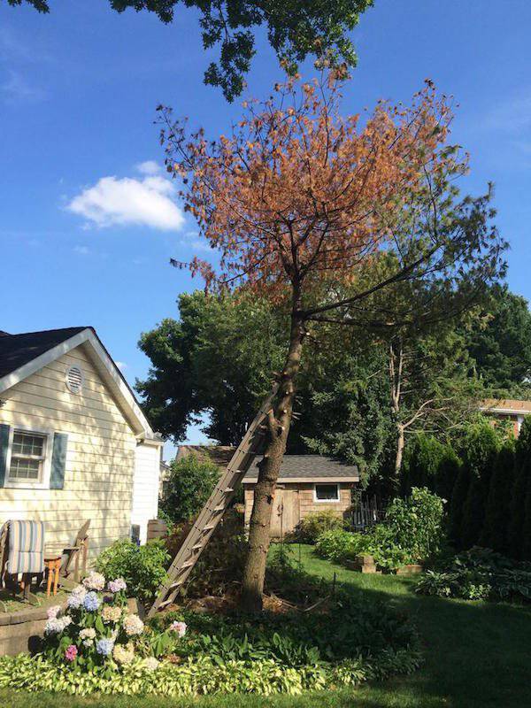 Δημιουργικός μπαμπάς μετέτρεψε ένα άρρωστο δέντρο σε παραμυθένιο κήπο για την κόρη του (3)