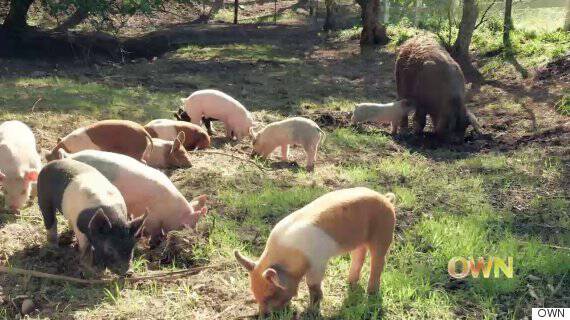 o-emma-the-pig-and-her-piglets-at-apricot-lane-farms-570