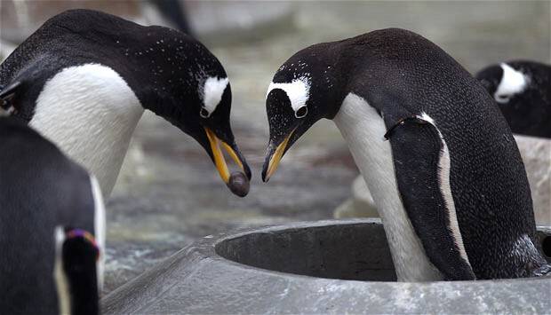 perierga.gr - Οι πιγκουίνοι κάνουν πρόταση γάμου στη σύντροφό τους!