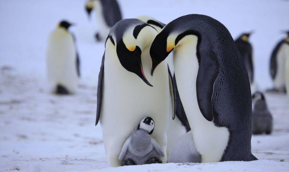 perierga.gr - Οι πιγκουίνοι κάνουν πρόταση γάμου στη σύντροφό τους!