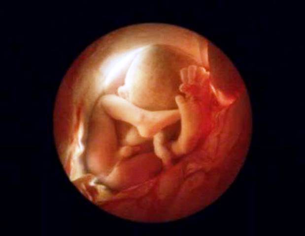 perierga.gr - Το ταξίδι ενός ανθρώπινου εμβρύου σε εικόνες!
