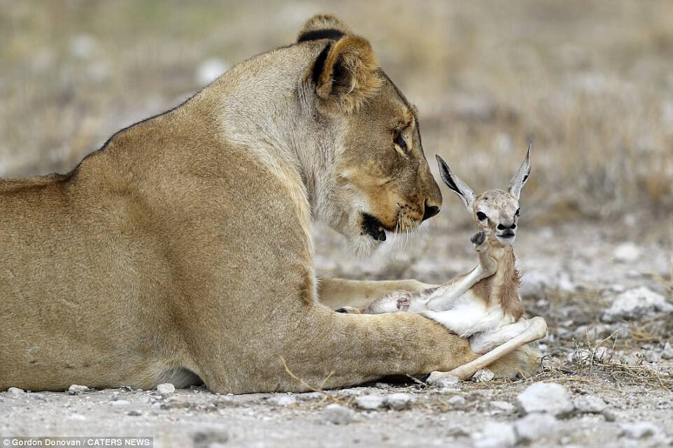 Although the antelope species are her natural prey, the lioness protected the bok from a pair of pregnant lions who approached in search of food