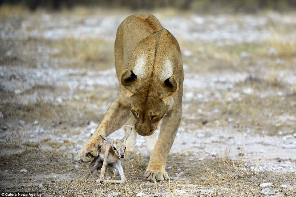 The fascinating set of images show a grieving lioness apparently adopting the baby springbok as if it were one of her very own cubs