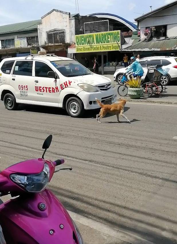 Μαμά σκυλίτσα γαβγίζει σε οδηγούς για να σταματήσουν και να σώσουν το κουτάβι της που το χτύπησε αυτοκίνητο