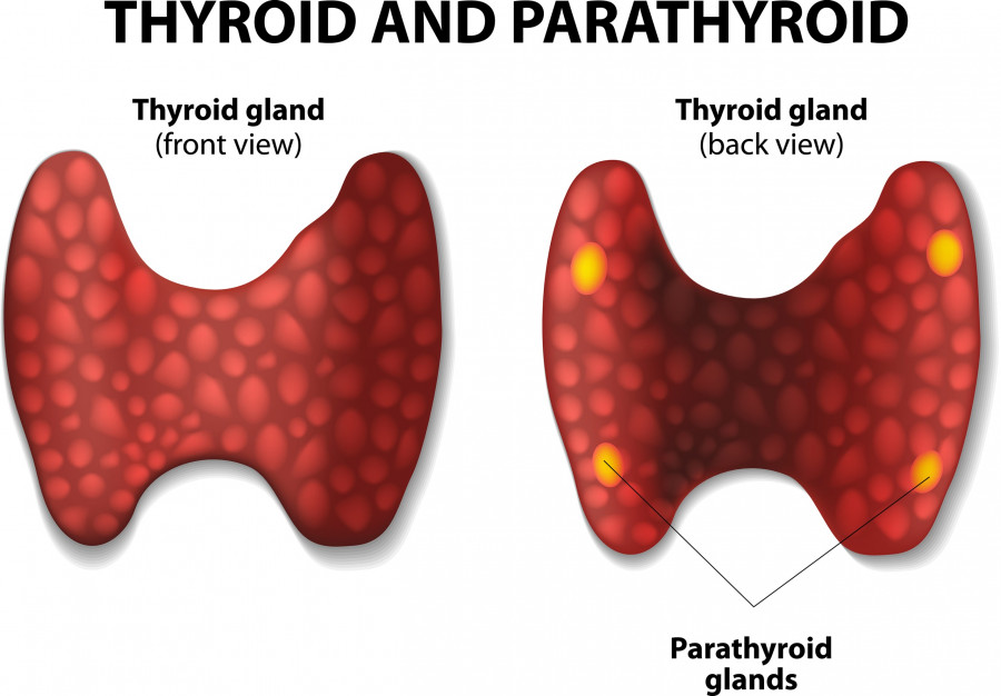 Thyroid-parathyroid